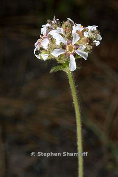 horkelia fusca var parviflora 7 graphic